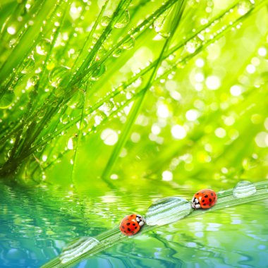 ladybugs.
