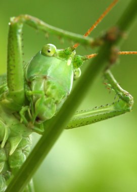 Çekirge Düldül - son derece yakın