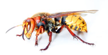 beyaz zemin üzerinde bir canlı sarı ceket wasp close-up. Makro