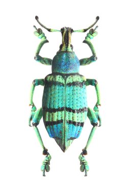 tropikal böceği (curculionoidae).