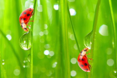 ladybugs aile nemli çimenlerin üzerinde.