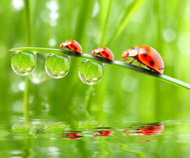 ladybugs aile nemli çimenlerin üzerinde.