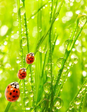 ladybugs aile nemli çimenlerin üzerinde.