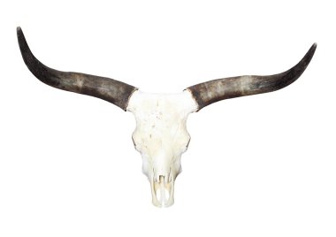 Beyaz bir arka plan üzerinde izole uzun boynuzlu Bull kafatası