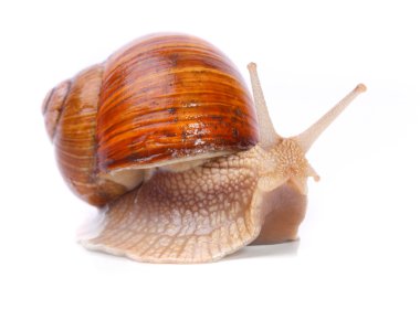 Bahçe salyangoz (helix aspersa) salyangoz, dünya çapında pek çok kişi kolayca hasat bir protein kaynağıdır sağlamak..