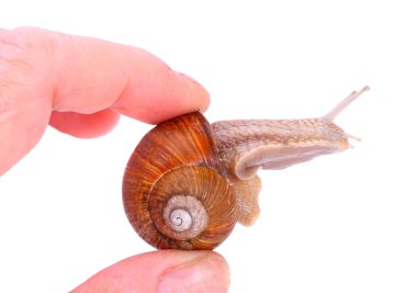 Bahçe salyangoz (helix aspersa) salyangoz, dünya çapında pek çok kişi kolayca hasat bir protein kaynağıdır sağlamak..