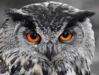 Avrasya kartal baykuş (bubo bubo portresi).