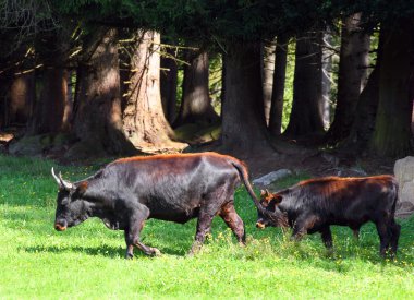 auroch da urus - bos primigenius. Sadece bir çek Milli Parkı sumava ve Almanya Milli Parkı Bavyera ormanda yaşayan ender vahşi Avrupa buffalo.