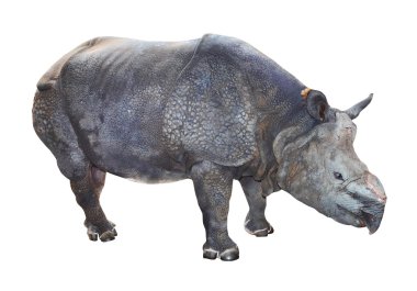 Hint gergedan (gergedan unicornis).
