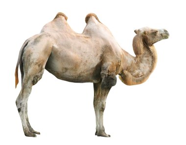 Bactrian devesi (Camelus bactrianus).