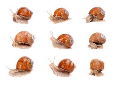 farklı konumda Bahçe salyangoz (helix aspersa) topluluğu. salyangoz, dünya çapında pek çok kişi kolayca hasat bir protein kaynağıdır sağlamak..