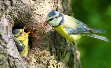 Onu genç bir besleme Mavi baştankara (cyanistes caeruleus).