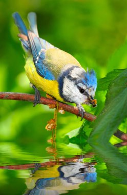 Bahçe gölet üzerinde Mavi baştankara (cyanistes caeruleus).