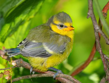 Genç Mavi baştankara (cyanistes caeruleus)