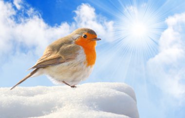 karlı bir çatı üzerinde kuş (Avrupa robin - erithacus rubecula). Kış güneşli gün kavramı.