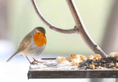tam kuş tablosundaki Avrupa robin (erithacus rubecula).