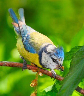 Bahçe gölet üzerinde Mavi baştankara (cyanistes caeruleus).