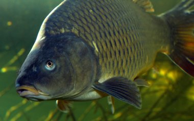 sazan (cyprinus carpio).