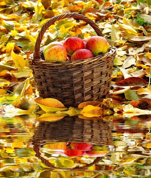 Manzanas rojas y amarillas. — Foto de Stock