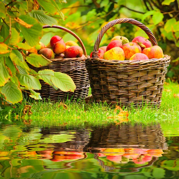 Rote und gelbe Äpfel. — Stockfoto