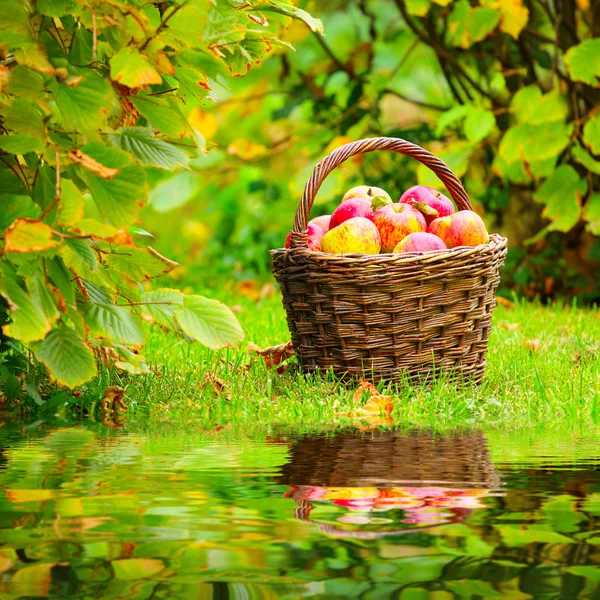 Rode en gele appels. — Stockfoto