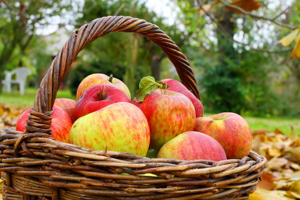 Manzanas rojas y amarillas. — Foto de Stock