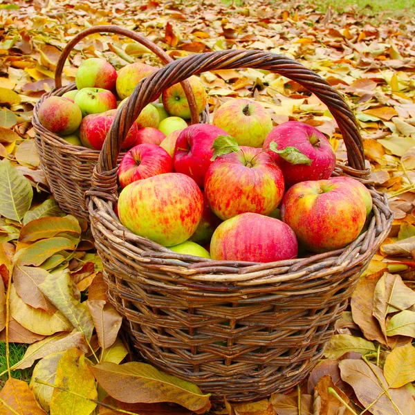 Rote und gelbe Äpfel. — Stockfoto