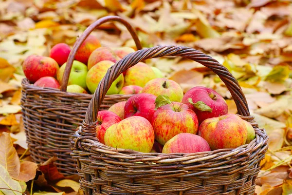 Rode en gele appels. — Stockfoto