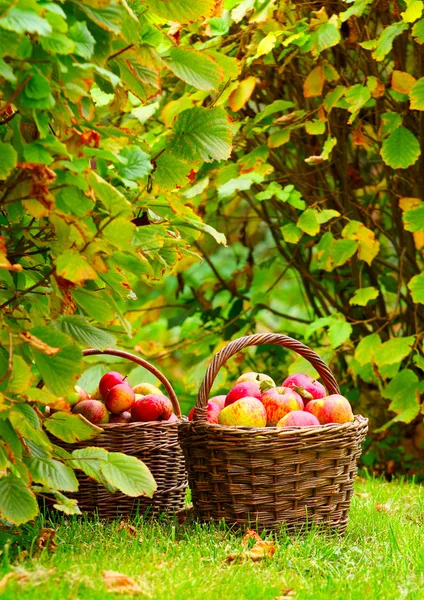 Manzanas rojas y amarillas. — Foto de Stock