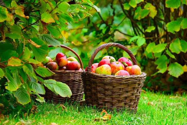 Rode en gele appels. — Stockfoto