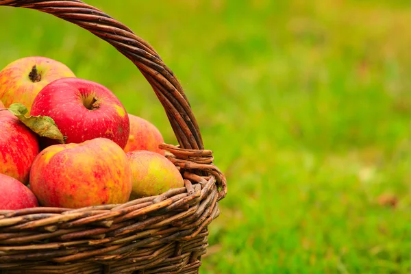 Rode en gele appels. — Stockfoto