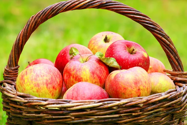 Rode en gele appels. — Stockfoto