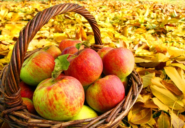 Rode en gele appels. — Stockfoto