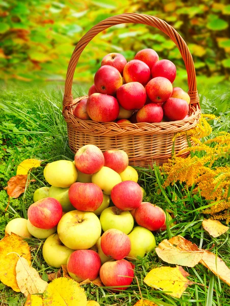 Красные и желтые яблоки. — стоковое фото