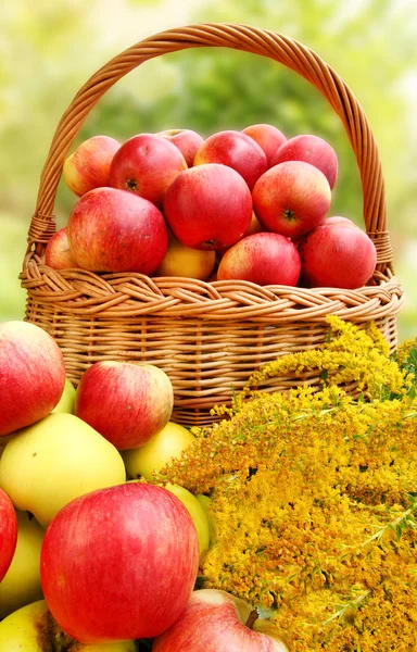 Red and yellow apples. — Stock Photo, Image