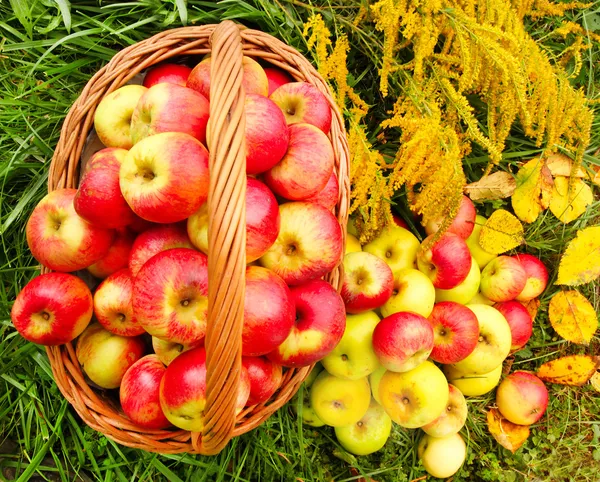 Красные и желтые яблоки. — стоковое фото