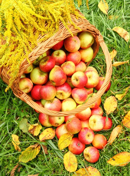 Manzanas rojas y amarillas. — Foto de Stock