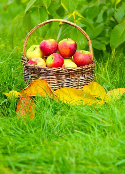 Rote und gelbe Äpfel. — Stockfoto