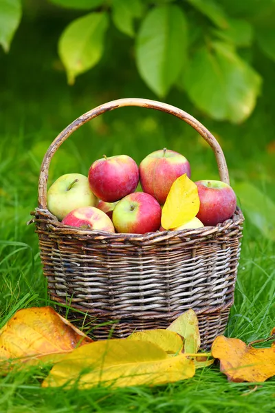 Rote und gelbe Äpfel. — Stockfoto