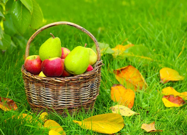 Rote Äpfel und gelbe Birnen — Stockfoto