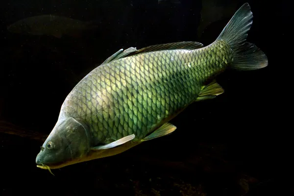 De karper (cyprinus carpio). — Stockfoto