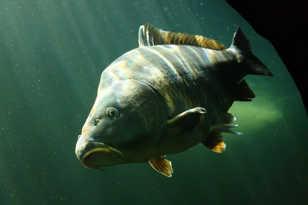 A Carpa Comum (Cyprinus Carpio ). — Fotografia de Stock