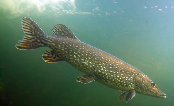 Grande Pike (Esox Lucius ). — Fotografia de Stock