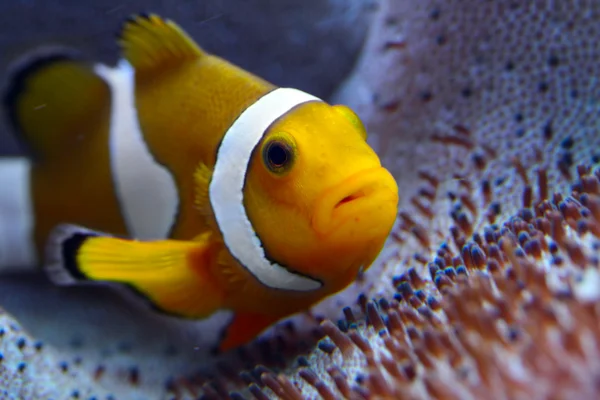 El pez payaso (Amphiprion ocellaris ). —  Fotos de Stock