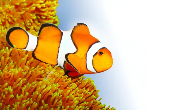 The Clownfish (Amphiprion ocellaris). — Stock Photo, Image