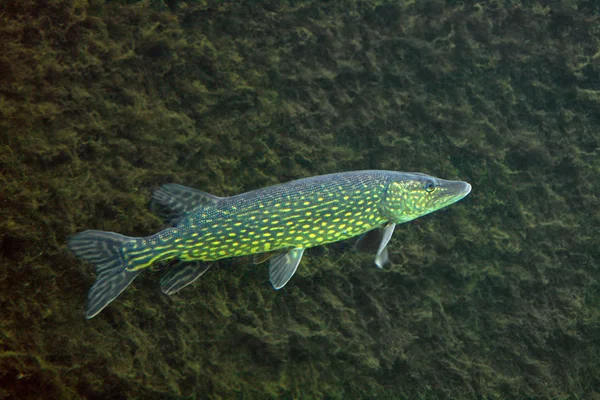 Velká štika (esox lucius). — Stock fotografie