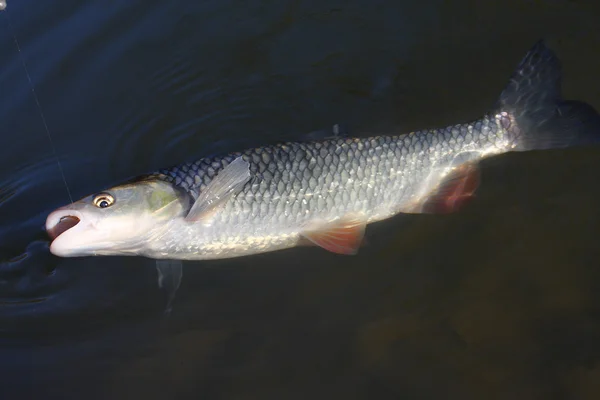 Großer Europäischer Döbel (Squalius cephalus) an der Angelschnur im Fluss. — Stockfoto