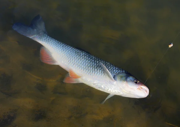 Big European Chub (Squalius cephalus) en la línea de pesca en el río . — Foto de Stock