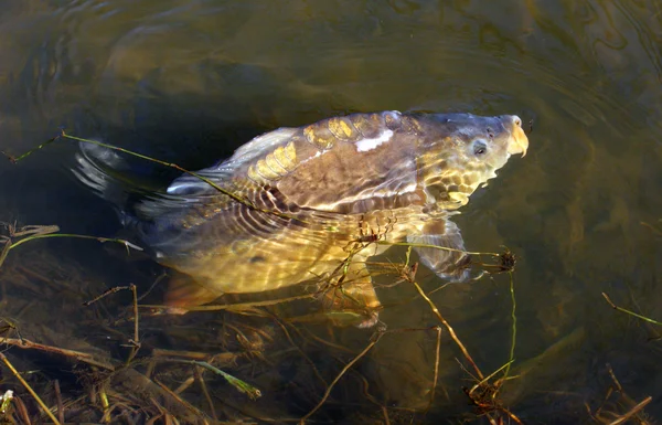 Combattre une carpe commune (Cyprinus carpio) sur une ligne de pêche . — Photo