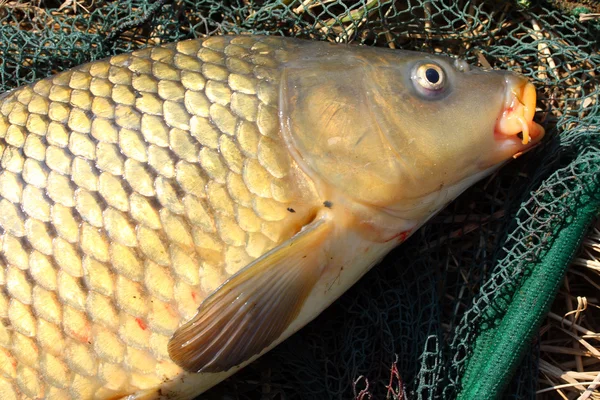 The Common carp (Cyprinus carpio) on a landing net. Trophy fish from The Radbuza river in Czech Republic, Europe. — Stock Photo, Image